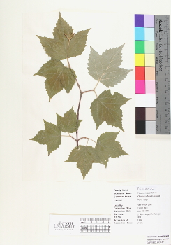 primary herbarium image