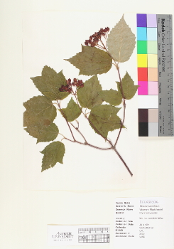 primary herbarium image