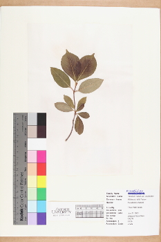primary herbarium image