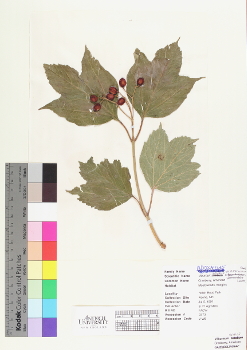 primary herbarium image