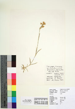 primary herbarium image