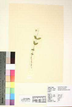 primary herbarium image