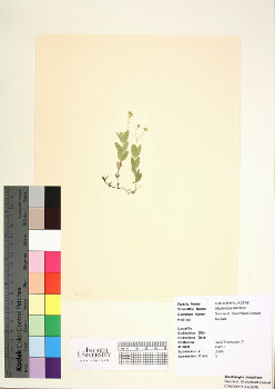primary herbarium image