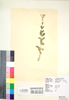 primary herbarium image