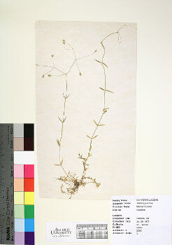 primary herbarium image