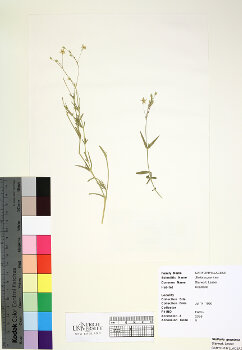 primary herbarium image