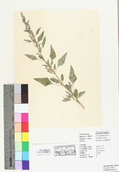 primary herbarium image