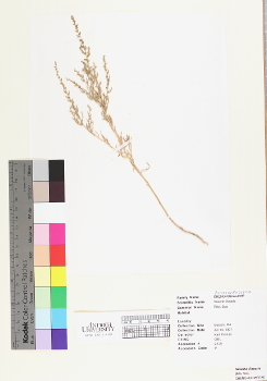 primary herbarium image