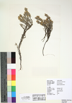 primary herbarium image