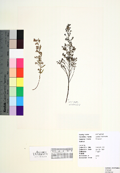 primary herbarium image