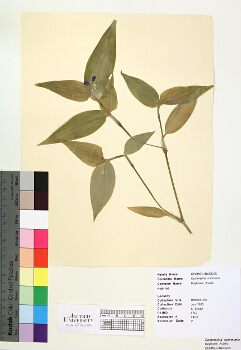 primary herbarium image