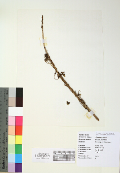 primary herbarium image