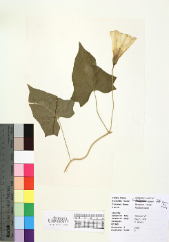 primary herbarium image