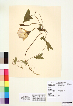 primary herbarium image