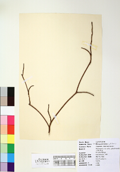 primary herbarium image