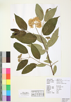 primary herbarium image