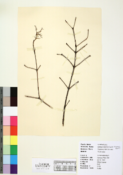 primary herbarium image
