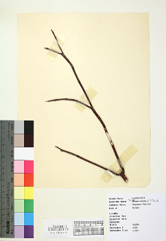 primary herbarium image