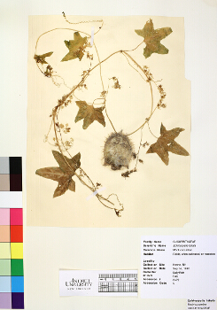 primary herbarium image