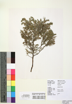 primary herbarium image