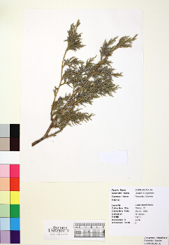 primary herbarium image