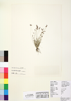 primary herbarium image