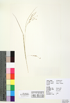primary herbarium image