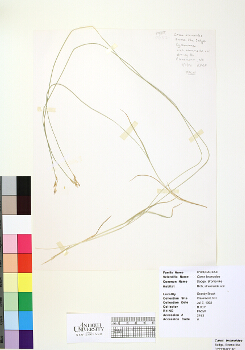 primary herbarium image