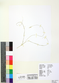 primary herbarium image