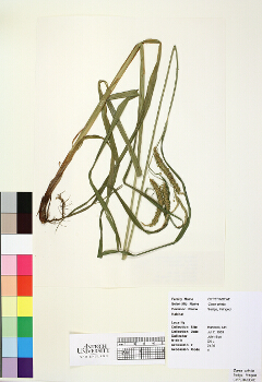 primary herbarium image
