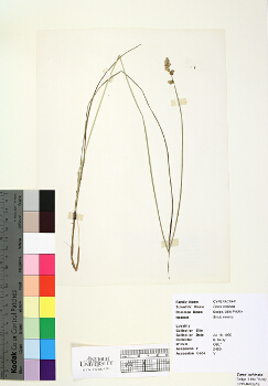 primary herbarium image