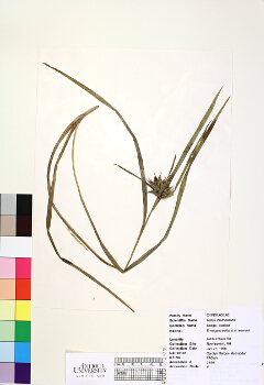 primary herbarium image