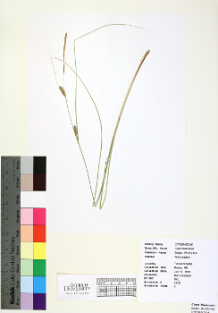 primary herbarium image