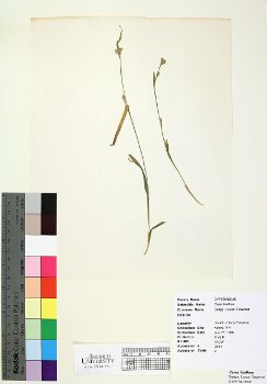 primary herbarium image