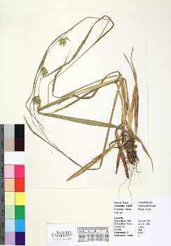primary herbarium image
