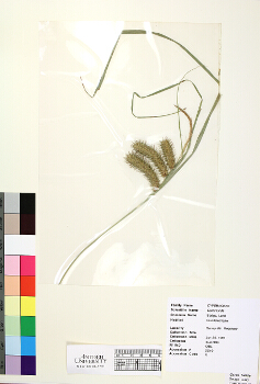 primary herbarium image
