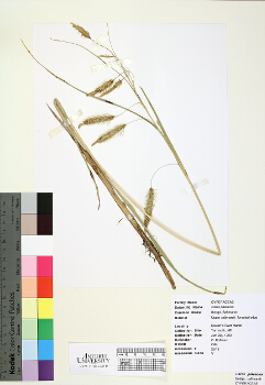 primary herbarium image