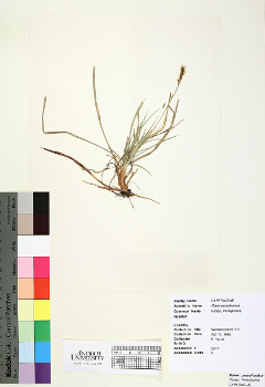 primary herbarium image