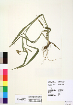 primary herbarium image