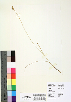 primary herbarium image