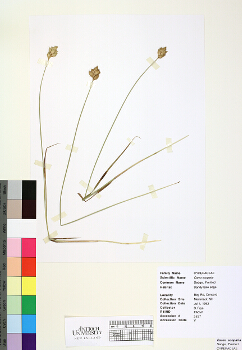 primary herbarium image