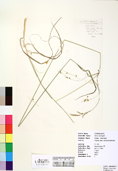 primary herbarium image