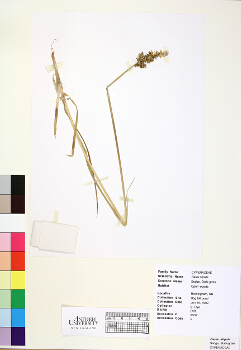 primary herbarium image
