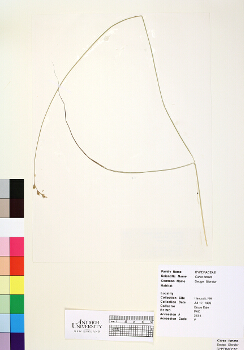 primary herbarium image