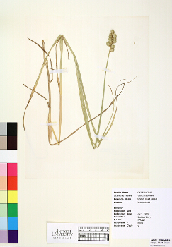 primary herbarium image