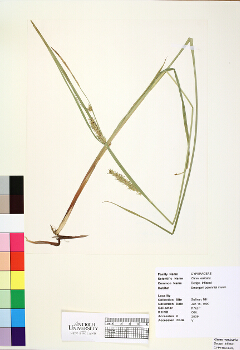 primary herbarium image