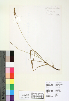 primary herbarium image
