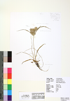 primary herbarium image