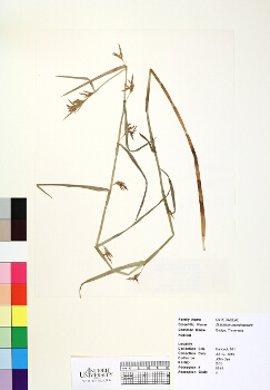 primary herbarium image