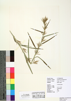primary herbarium image